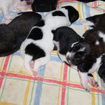 Hanny, Hamica, Habika und Hanjo