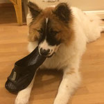 Dasko liebt Schuhe