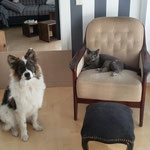 Wilbur mit Katzen-Kumpel