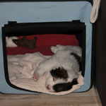Box-liegen wird hier positive belegt!