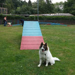 Chantico beim Agility