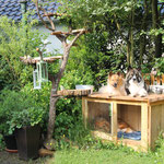 Hundehütte und Katzenbaum durften natürlich mit umziehen