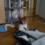 Nala versteckt ihr Möhrchen