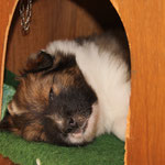 Cherina