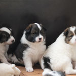 Culito, Calisto und Cailin