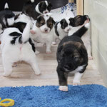 sind wir nicht alle Zucker???