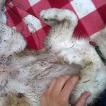 ein dreckiger Hund ist ein glücklicher Hund