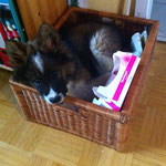 Cashira ist hier einfach eingeschlafen!