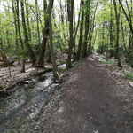 unsere Morgenrunde durch den Wald,direkt vor der Haustüre