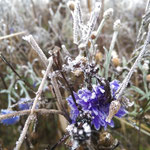 Blumen die im Dezember vom Frost überrascht werden