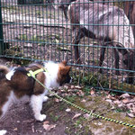 im Tierpark