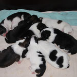 Gruppenkuscheln