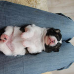 relaxte Elostellung