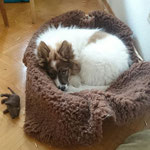 Kuschelkörbchen