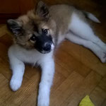 Nala-Dominga