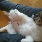Cailin in Bauch-streichel-Pose