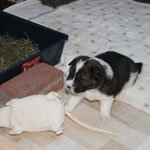 Cashira hat eine Ratte gefangen!