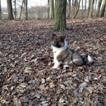 der Schweizer Wald ist cool