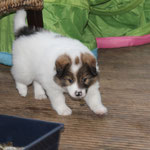 Cailin, meine tolle Maus