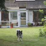 unser Garten, das Paradies der Hunde, Katzen und Welpen