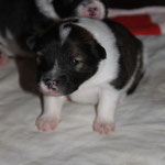Cherina