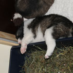der Griff ins Klo :-)
