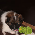 Cherina