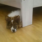 Cailin, unterm Bett, in Sicherheit!