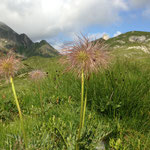 Natur pur
