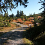 Herbststimmung, Hinter Höhi 1416m, Letzbüel 1441m