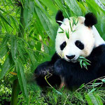 Chengdu et ses pandas géants