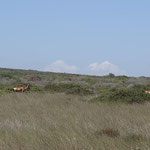 Rehe mit Kringel-Hoernern