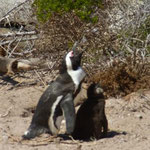 Pinguine fast zum Anfassen