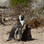 Pinguine fast zum Anfassen
