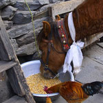 Pferdchen und Haehne teilen brav das Essen