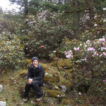 Rhododendron, wo man nur hinguckte