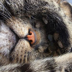 kein Katzenjammer aber Siesta in Griechenland