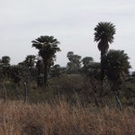 Im Tal der Tausend Palmen: Pampa de Poncho
