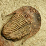 Fotografía: Russell Jacobson. (Ejemplar junto a otro trilobite de la especie Asaphellus fezouataensis. Formación Fezouata inferior. Ordovícico inferior, Beni Zoli, Valle del Draa).