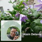 Site d'Alain Delavie