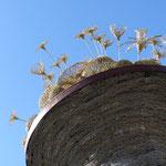 La Mangeoire aux oiseaux