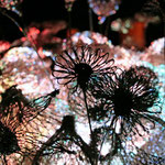 OlfactoTrophée Mise en Lumière Photo Véronique Bizard