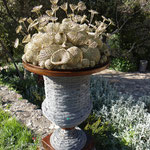 Évocation de Bacchus dédiée à la Biodiversité