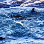 Duiker Island, die Seehundinsel
