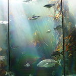 Two Oceans Aquarium