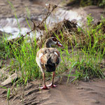 Nilgans