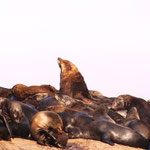 Duiker Island, die Seehundinsel