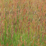 Wiesengräser