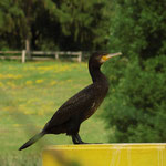 Kormoran