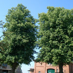 Linden am Anfang der Langen Reihe